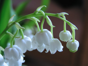 lily-of-valley-02